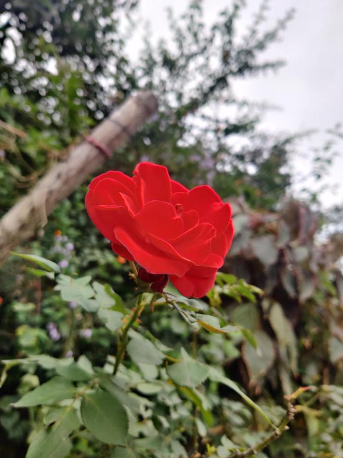 Westernghats Homestay マディケーリ エクステリア 写真