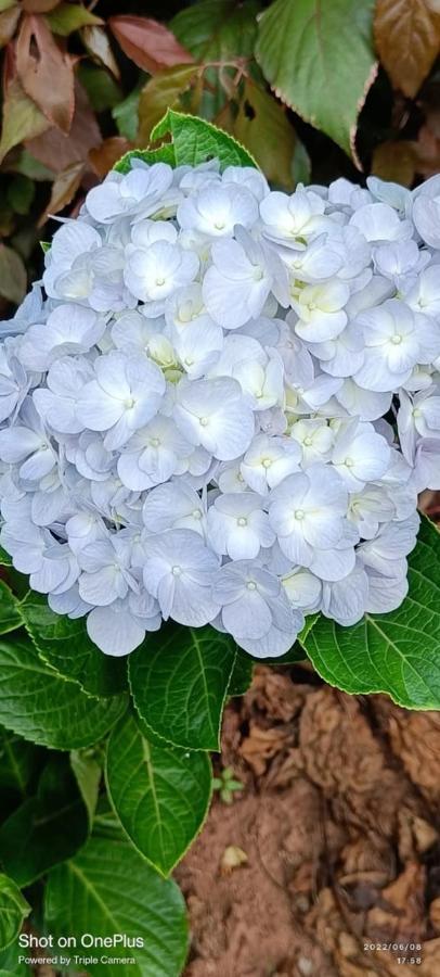 Westernghats Homestay マディケーリ エクステリア 写真